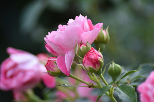 Rosa bl&uuml;hende Rose