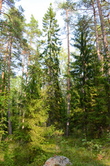 Beautiful tall green spruce with cones in the summer forest. Vertical photo of a beautiful background