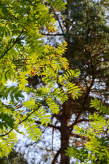 Vertical photo of green rowan leaves on a summer day with sunlight shining through them