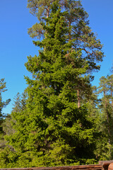Beautiful tall green spruce in a summer forest against a blue sky. Vertical photo of a beautiful background