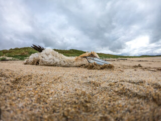 Dead gannet, probably victim of avian influenza, washed up on the beach by Portnoo, County Donegal...