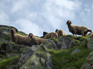 Sheep at Stubai high-altitude hiking trail, lap 8 in Tyrol, Austria