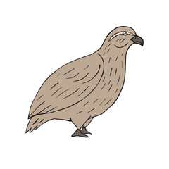 Vector hand drawn doodle sketch colored partridge bird isolated on white background