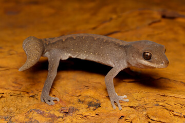 Stone or Wood Gecko on laterite rock