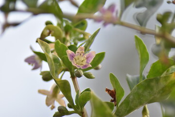 Blühender Gemeiner Bocksdorn (Lycium barbarum)