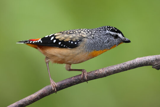 Spotted Pardalote perched on tree branch