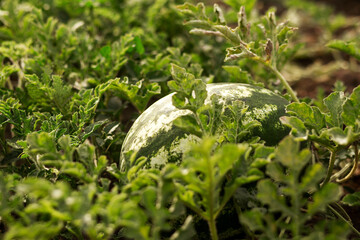 Watermelon in the garden in the leaves. Agriculture, agronomy, industry