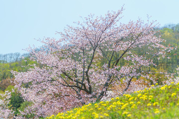 Naklejka premium 北海道の桜