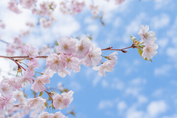 Fototapeta premium 北海道の桜