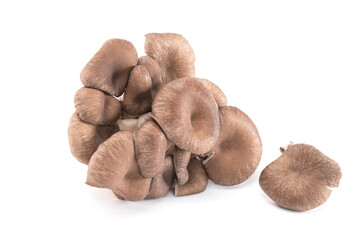 Oyster mushroom or hiratake mushroom on white background