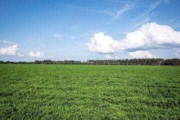 Agricultural background of a peanut field