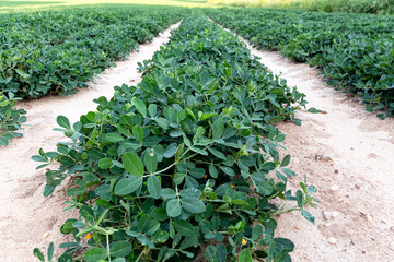 Agriculture background of rows of peanuts