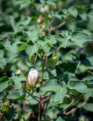 Cotton bloom close up background