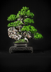 Japanese bonsai tree style used for decoration. Bonsai is used to decorate the shop. Japanese bonsai tree on a black background.