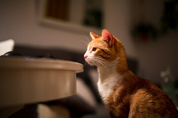 Portrait of a cat browsing on a table.