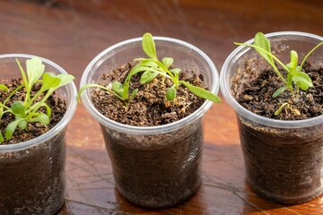 Plant young leaf spring green. cultivation growing