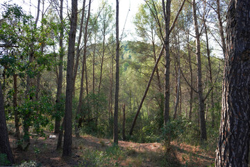 Las vistas del bosce