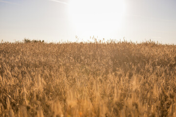 Rich harvest Concept. Beautiful Agricultural Field Sunset Landscape. Rural nature scenery background of ripening ears of meadow wheat.