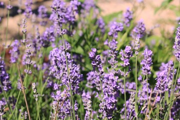 lavender flowers in the garden