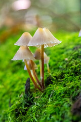 Mushrooms in the wood, nature background