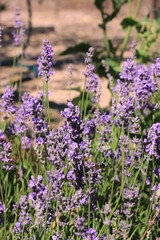 lavender flowers in the garden