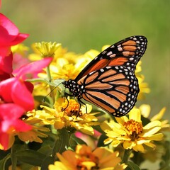 Rare Endangered Monarch Butterfly