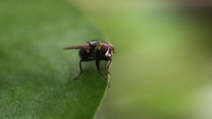 Macro shot of fly insect on natural light.