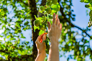 Two hands reaching our for an apple on the tree