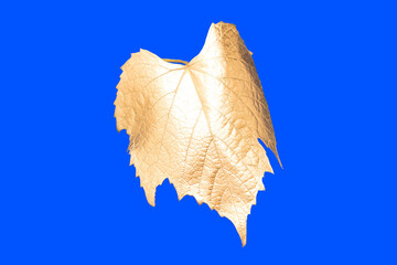 Golden leaf. Design  gold. Closeup view of  luxurious golden  Vine leaf artistic composition. Elegant dark bluebackground, leaf isolated. Creative concept of wine and jewelry