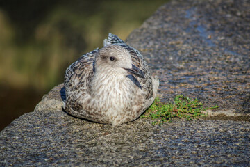 Young Seagull Resting Peacefully on a Harbour Wall, Bray