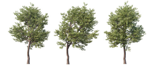 Tree on a transparent background
