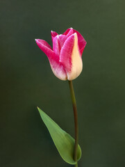 Pink and White Tulip on a Green Background