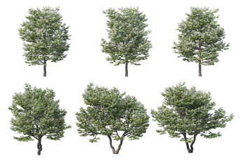 Obraz premium Tree on a transparent background 