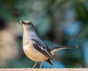 A Oriental Magpie female resting