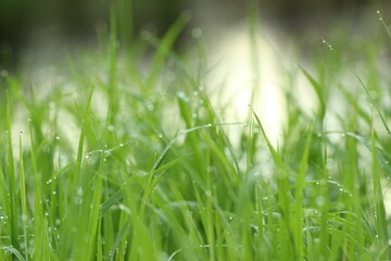 Fototapeta premium green grass in the morning