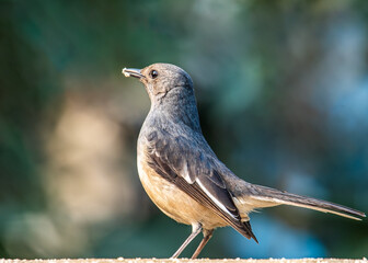 A oriental Magpie female having food in its beak