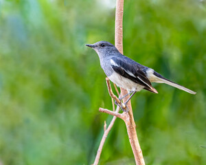 A female Oriental Magpie sitting