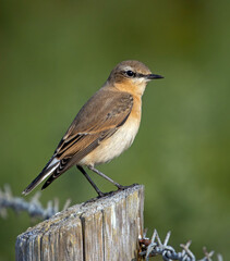 Wheatear