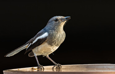 A Female oriental Magpie resting on a pot