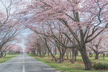 北海道の桜