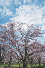 Obraz na płótnie Canvas 北海道の桜