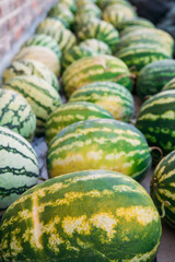 Group of Ripe and sweet Watermelons in the greenhouse. Watermelon harvesting in the field or farm