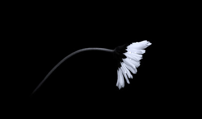 Fototapeta premium A Daisy With Drops Of Water