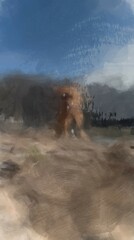 dog running through camera