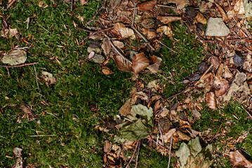Close up of Moss. Moss in the forest on which lie yellow autumn leaves. Moss covered ground. View from above