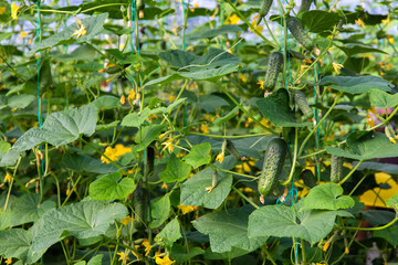 Cucumbers or gherkins in the greenhouse. Cucumber farm or plants in the field. 