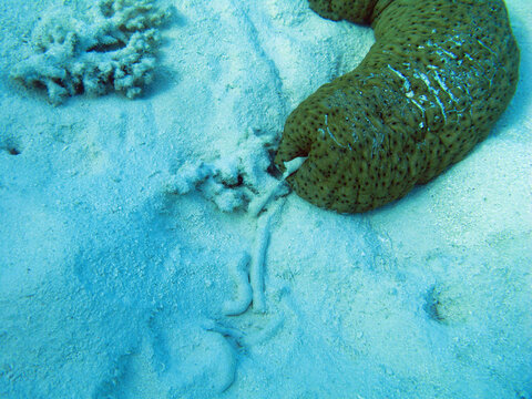A sea cucumber slowly crawls along the seabed feeding on plant matter amongst sand grains, and then excreting the sand it has eaten