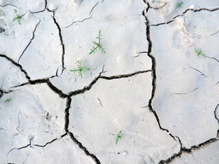 Obraz premium Cracked soil ground with plants texture