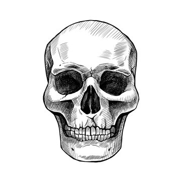 Graphic black and white drawing of a skull. Hand-drawn, not AI. 