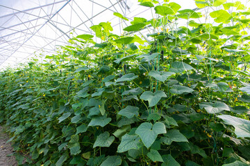 Cucumbers or gherkins in the greenhouse. Cucumber farm or plants in the field. 
